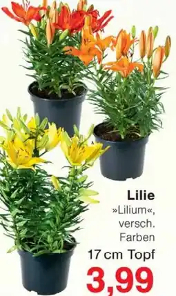 Wiglo Wunderland Lilie Angebot