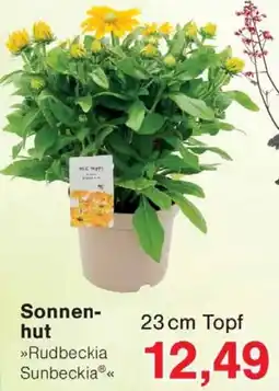 Wiglo Wunderland Sonnenhut Angebot