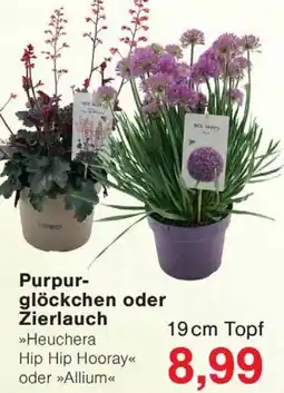 Wiglo Wunderland Purpurglöckchen oder Zierlauch Angebot