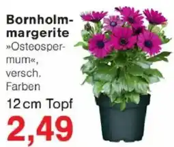 Jawoll Bornholmmargerite Angebot