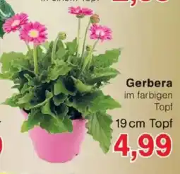 Jawoll Gerbera Angebot