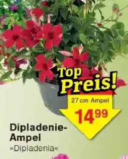Jawoll Dipladenie Ampel Angebot
