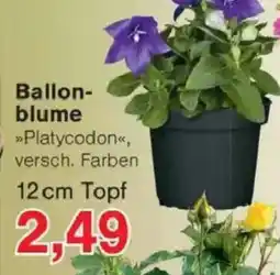 Jawoll Ballonblume Angebot