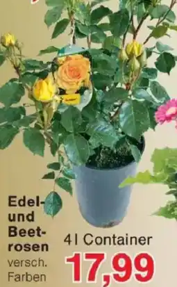 Jawoll Edel und Beetrosen Angebot
