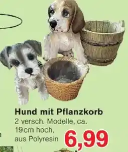 Jawoll Hund mit Pflanzkorb Angebot