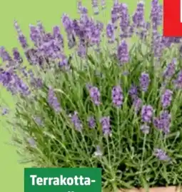 Thomas Philipps Lavendel Angebot