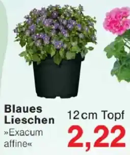 Jawoll Blaues Lieschen Angebot
