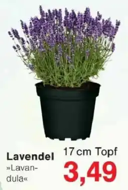 Jawoll Lavendel Angebot