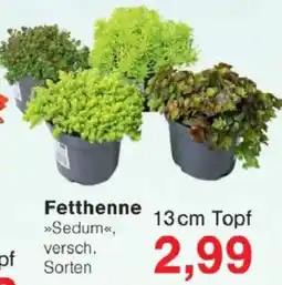 Jawoll Fetthenne Angebot