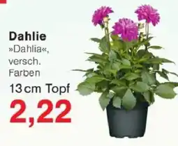 Jawoll Dahlie Angebot