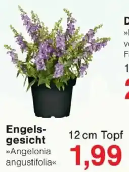 Jawoll Engelsgesicht Angebot