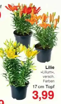 Jawoll Lilie Angebot