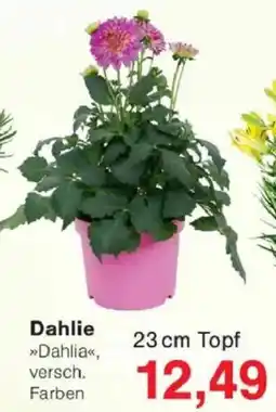 Jawoll Dahlie Angebot