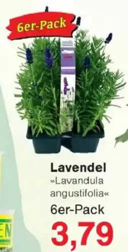 Jawoll Lavendel Angebot