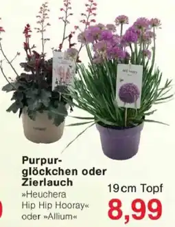 Jawoll Purpurglöckchen oder Zierlauch Angebot