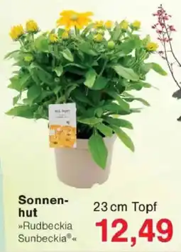 Jawoll Sonnenhut Angebot