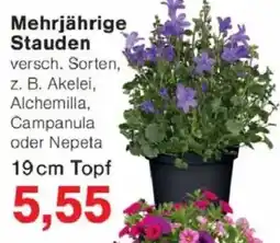 Jawoll Mehrjährige Stauden Angebot