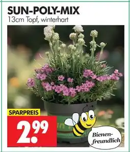 Wreesmann Sun-poly-mix Angebot