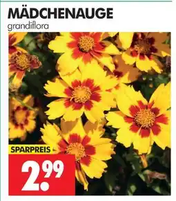 Wreesmann Mädchenauge Angebot