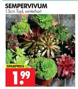 Wreesmann Sempervivum Angebot