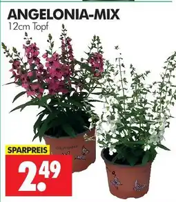 Wreesmann Angelonia-mix Angebot