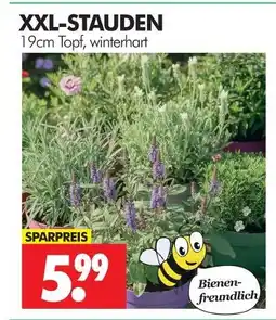 Wreesmann Xxl-stauden Angebot