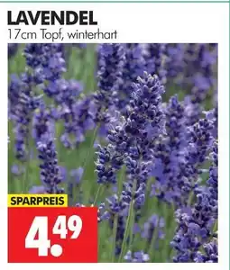 Wreesmann Lavendel Angebot