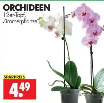 Wreesmann Orchideen Angebot