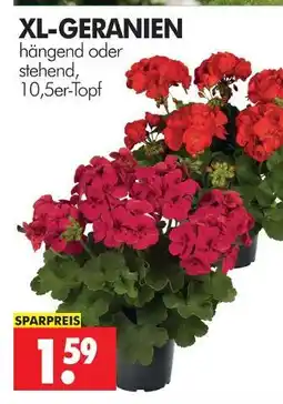 Wreesmann Xl-geranien Angebot