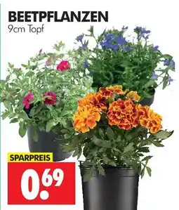 Wreesmann Beetpflanzen Angebot