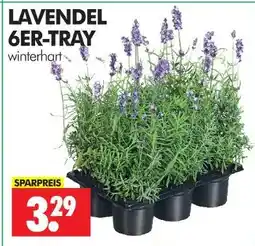 Wreesmann Lavendel Angebot