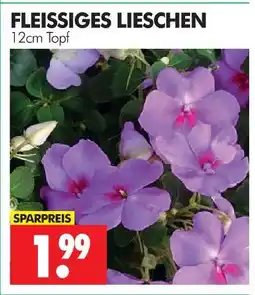 Wreesmann Fleissiges lieschen Angebot