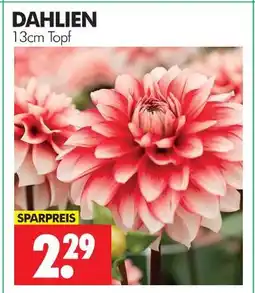 Wreesmann Dahlien Angebot