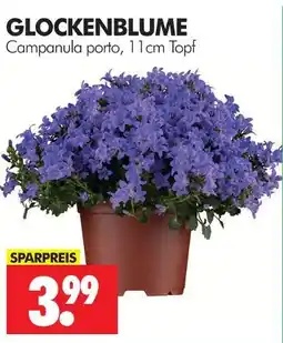 Wreesmann Glockenblume Angebot
