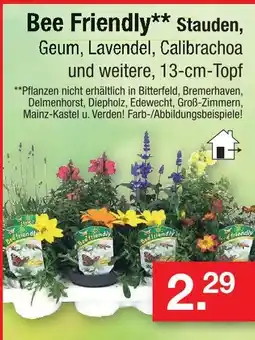 Zimmermann Bee friendly stauden Angebot