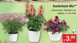 Zimmermann Kunterbunt-mix Angebot
