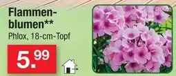 Zimmermann Flammenblumen Angebot
