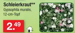 Zimmermann Schleierkraut Angebot