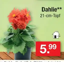 Zimmermann Dahlie Angebot