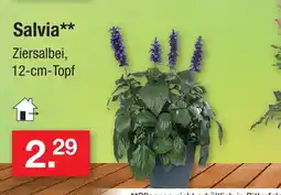 Zimmermann Salvia Angebot