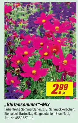 toom Baumarkt Blütensommer-mix Angebot