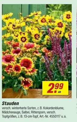 toom Baumarkt Stauden Angebot