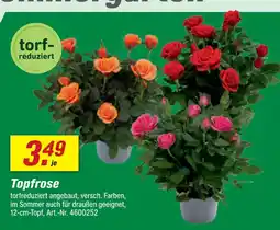 toom Baumarkt Topfrose Angebot
