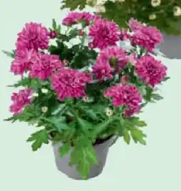 toom Baumarkt Chrysanthemen Angebot