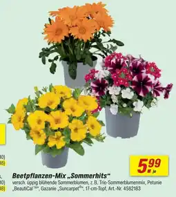toom Baumarkt Beetpflanzen-mix 'sommerhits' Angebot