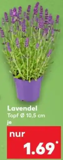 Kaufland Lavendel Angebot