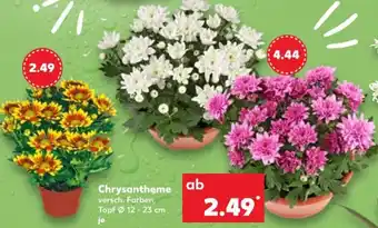Kaufland Chrysantheme Angebot