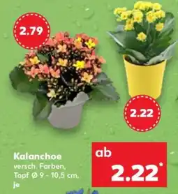 Kaufland Kalanchoe Angebot