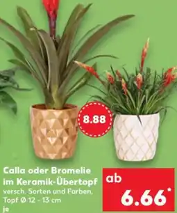 Kaufland Calla oder Bromelie im Keramik-Übertopf Angebot