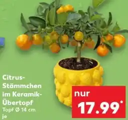 Kaufland Citrus Stämmchen im Keramik Übertopf Angebot